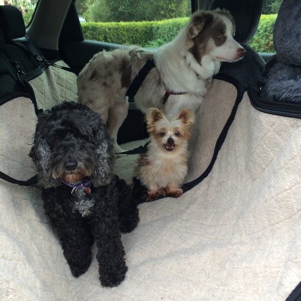 This is a picture of three dogs sitting on the Back Seat Buddy in a car