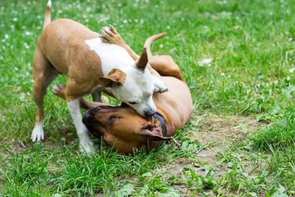 dog eat dog - training tips