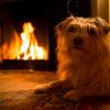 dog laying by fireplace