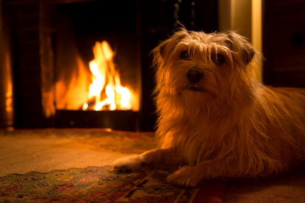 dog laying by fireplace