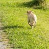 This is a picture of a dog running away