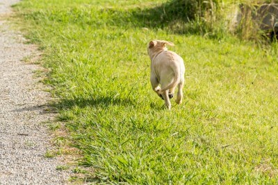 This is a picture of a dog running away