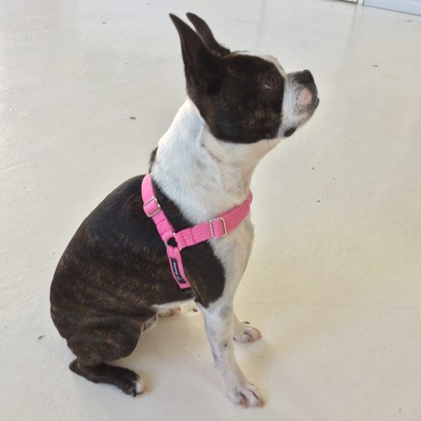 This is a picture of a dog wearing a pink front clip harness