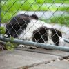 This is a picture of Prince the border collie lying behind a fence